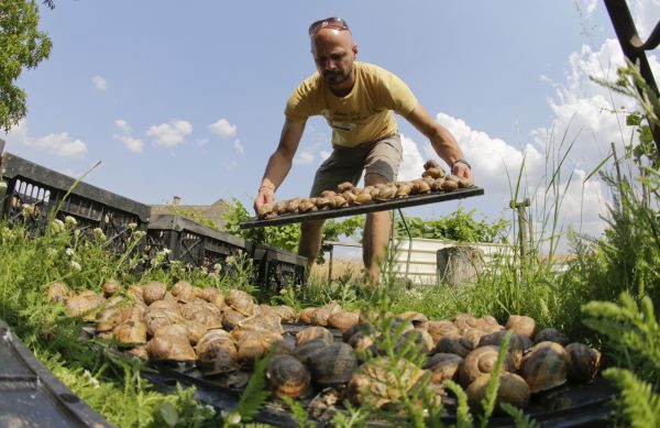 (c) Andreas Gugumuck, bei der Escargots-Pflege, Wir züchten 2 Sorten: die Helix Pomatia und die Helix Aspersa Maxima