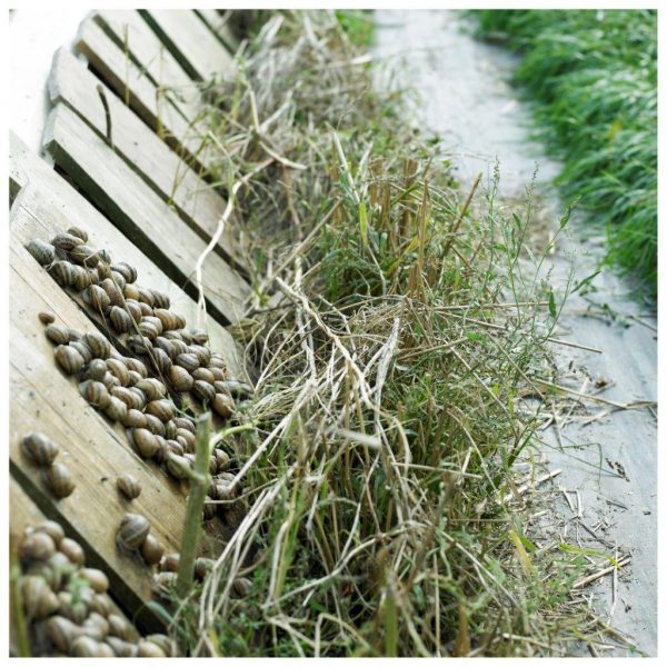 Blick auf die Schnecken-Zuchtanlage Gugumuck, 500g, Kübel, Trockenstarre, kleine Weinbergschnecken, Futterschnecken. Konzepte der urbanen Landwirtschaft können die Umwelt entlasten. Am Gugumuck-Hof nehmen wir mit unserer Weinbergschnecken-Zucht eine Vorreiterrolle ein.