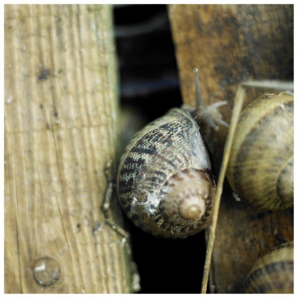 Helix Pomatia überzeugt mit kräftig nussigem Geschmack. Sie eignet sich bestens für unseren beliebten Klassiker, gratinierte Schnecken mit Kräuterbutter. Beliebte Futterschnecken, biologisch, Lebendfutter, Reptilien, Farm, Helix Aspersa Maxima, Escargots am Gugumuck-Hof