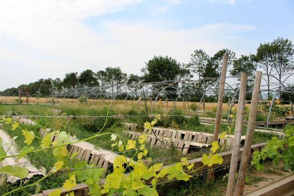 Schnecken-Feld am Gugumuck-Hof, Farm 2 Table. Die naturnahe Aufzucht unserer 200.000 Weinbergschnecken erfolgt, ohne Einsatz von Chemie. Die Tiere leben auf unserem Gemüseacker in Freilandhaltung.