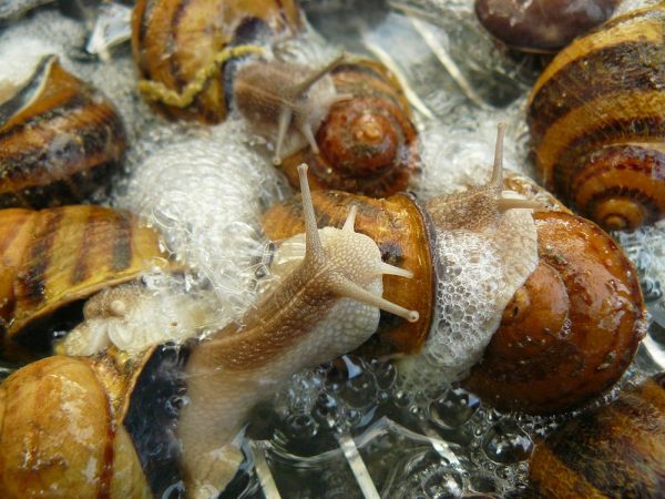 krtu_wissenschaft. Was steckt im Schneckenschleim: Proteasen, Fibrinolytische Enzyme, Natürliche Antibiotika, Allantoin, Kollagen, Elastin, Glykolsäure.