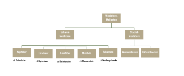 Tierstamm FAQ. Zu welcher Gattung gehören Weinbergschnecken?. Die Weinbergschnecken gehören zur Gattung der Molusken und der Schalenweichtiere.