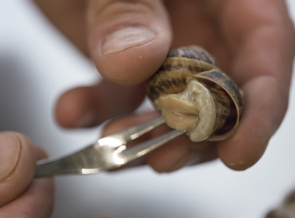 Escargots, Weinbergschnecken-Zubereitung von französischen Spezialitäten, Feinkost auch online kaufen. Der Gugumuck-Hof ist geprägt vom Gedanken der nachhaltigen Entwicklung einer sparsamen und effektiven Nutzung begrenzter natürlicher Ressourcen.